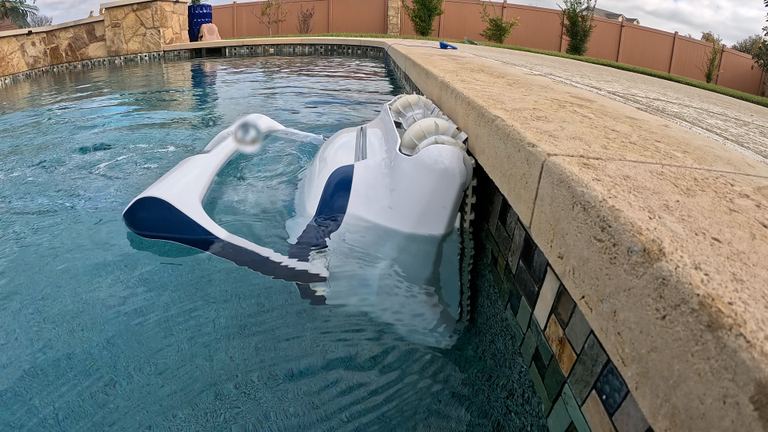 Dolphin Sigma Partially Submerged Near Tiled Pool Edge