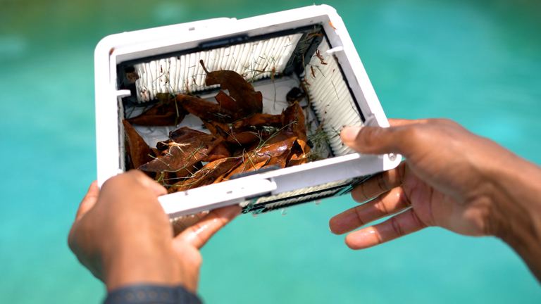Dolphin Escape Hands Holding Full Filter Basket Above Pool