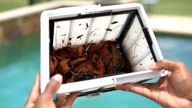 Dolphin Quantum Filter Basket Full Leaves Debris In Hands